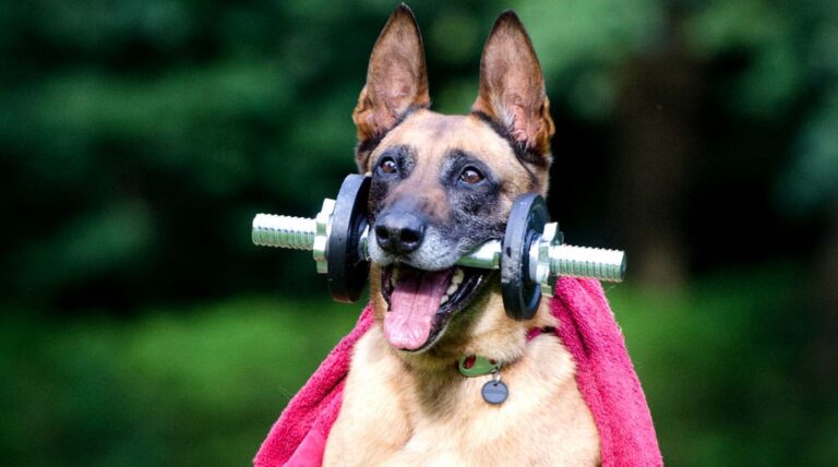 Healthy Habits & Exercises for Your Pets