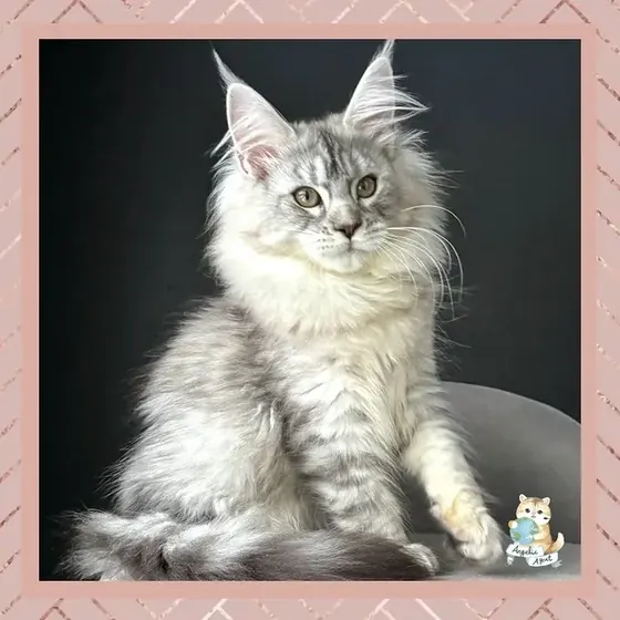 Maine Coon - ns24