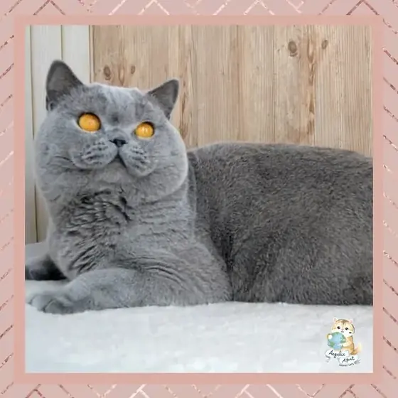British Shorthair - blue