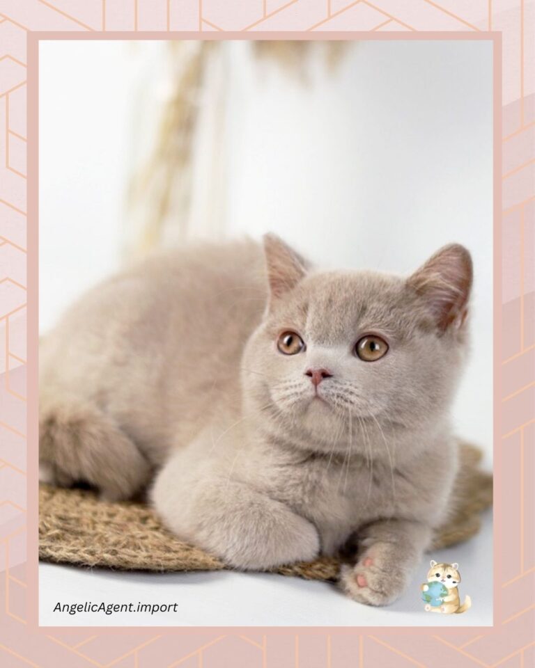 Breeding Quality vs Pet Quality: Beda & Breeding Rights