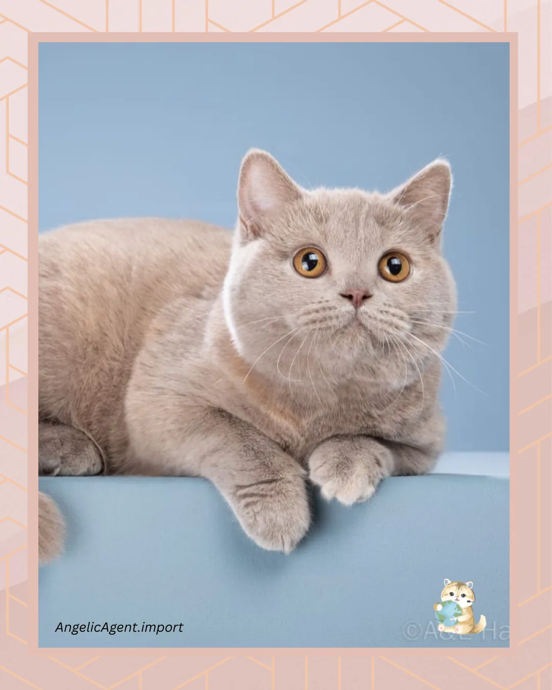 British Shorthair Purple Tortie Girl - 5 Months