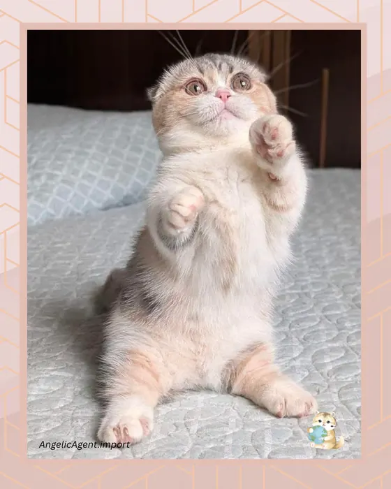 Munchkin – Kitten Pedigree | Angelic Agent