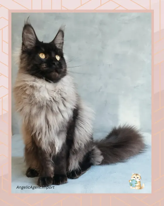 Maine Coon (MCO) – Male