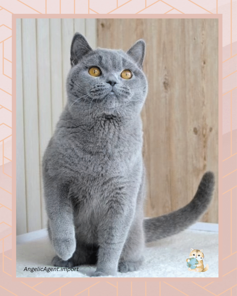 template foto product angelic agent