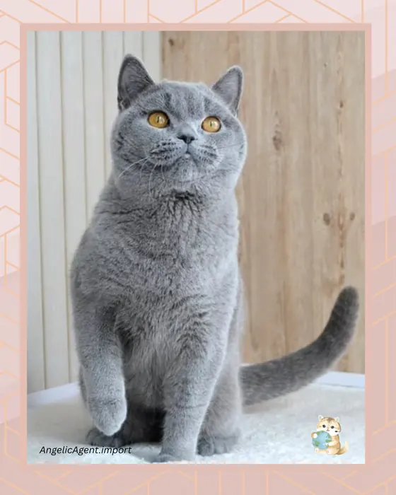 British Shorthair – Blue – Male (9 Months) | Angelic Agent
