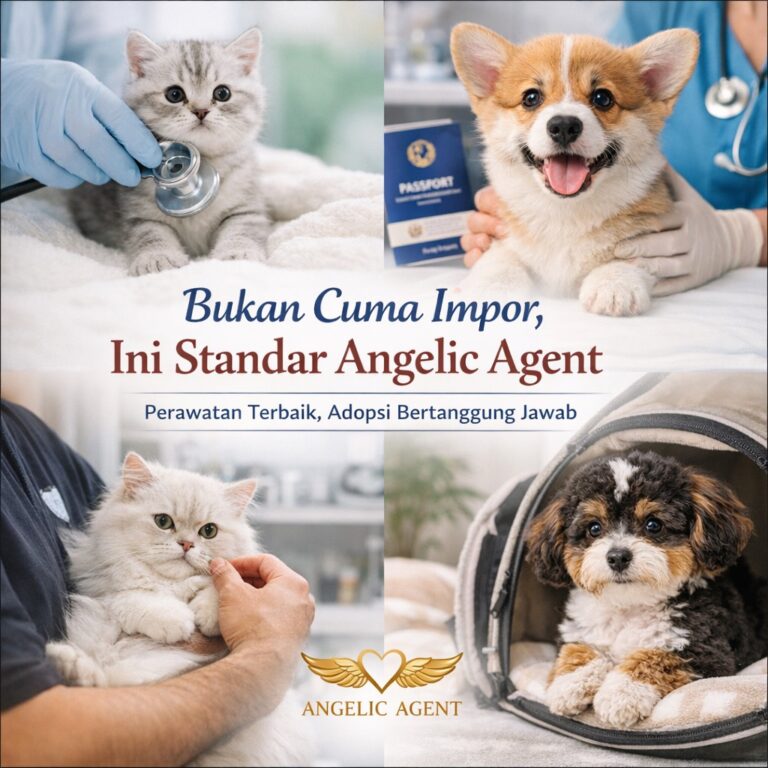 Bukan Cuma Impor, Ini Standar Angelic Agent