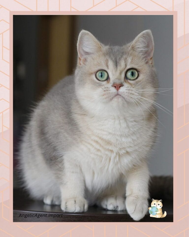 kucing british shorthair