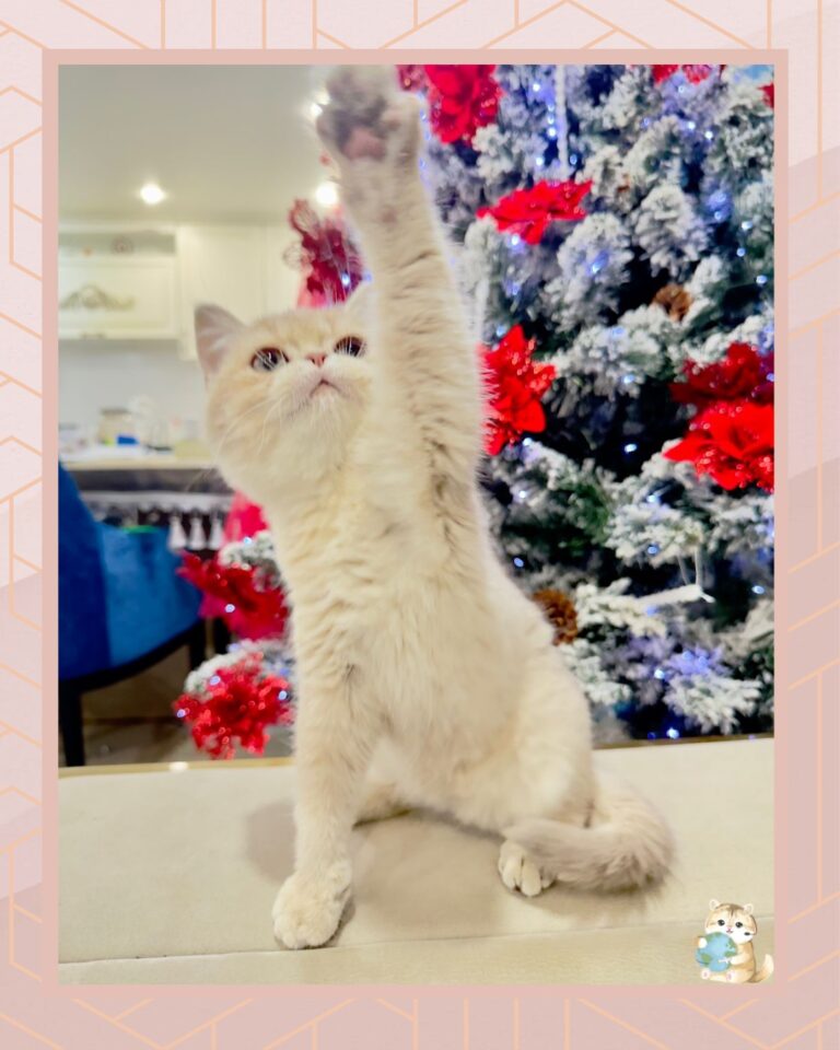 template foto product angelic agent - 1