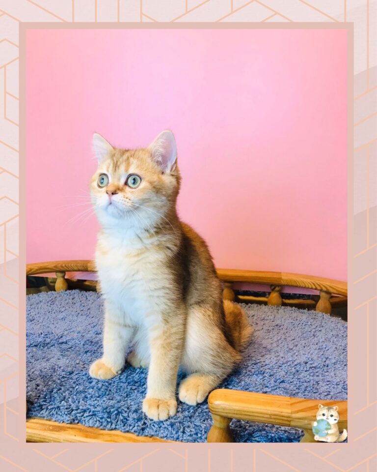 template foto product angelic agent - 1