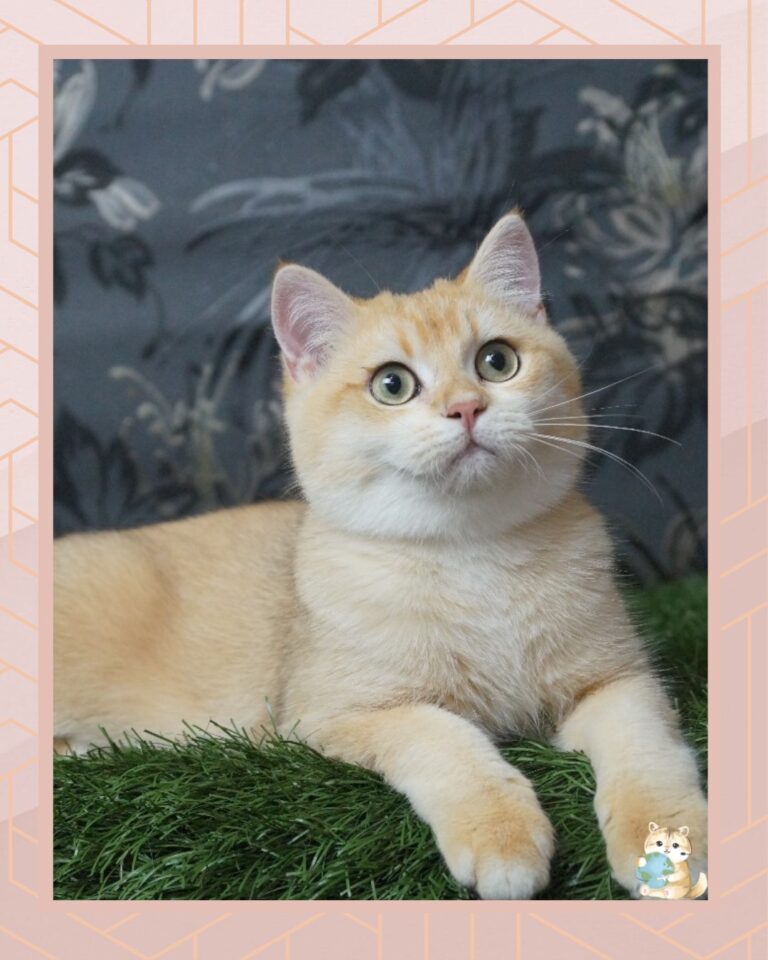 template foto product angelic agent - 1