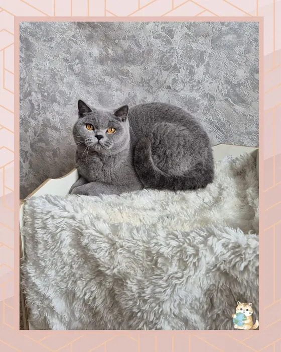 British Shorthair Blue Boy – Pedigree WCF