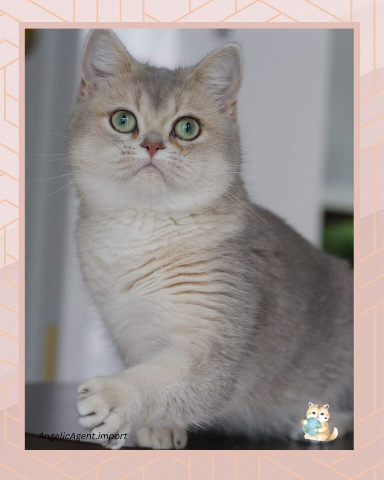 kucing british shorthair2