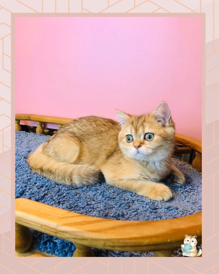 template foto product angelic agent - 2