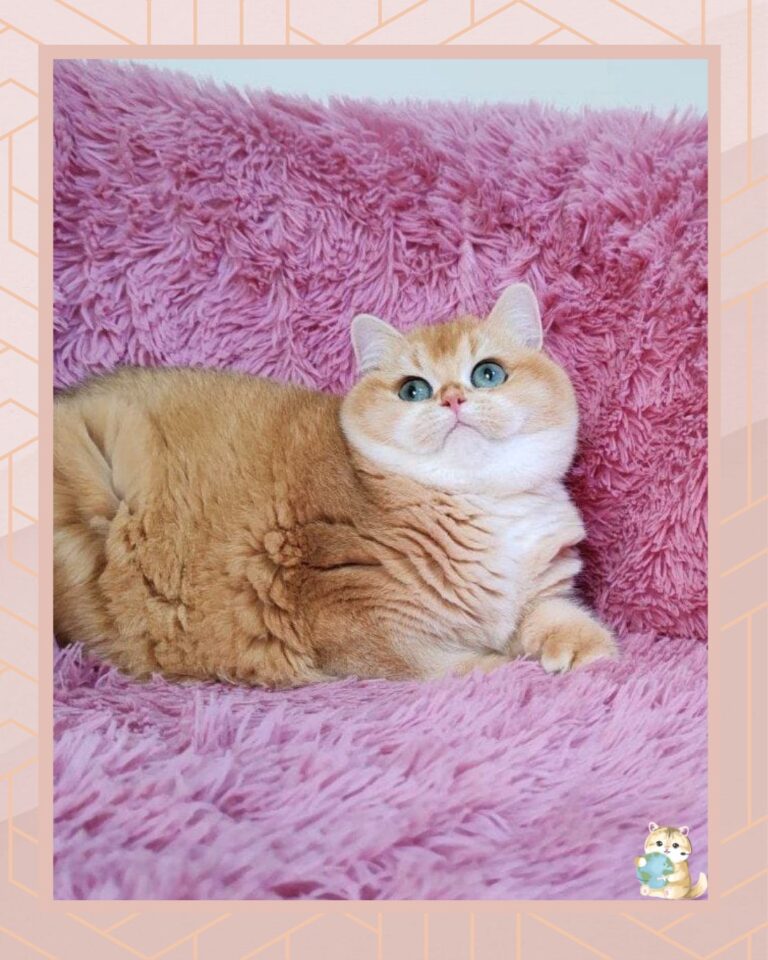 template foto product angelic agent - 2