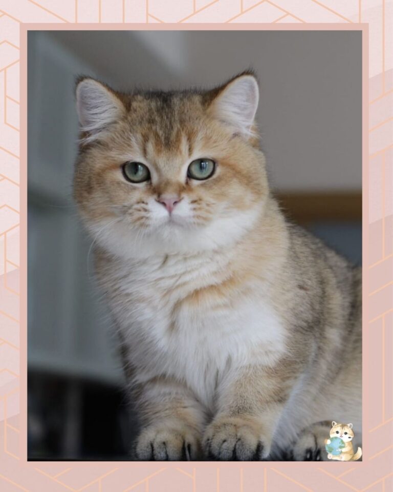 template foto product angelic agent - 2