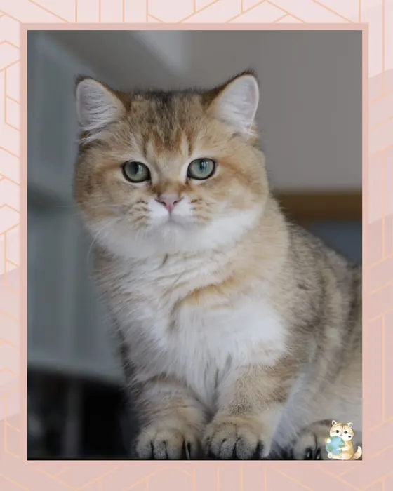 British Shorthair (BRI) Ny11 – Female (For Breeding)