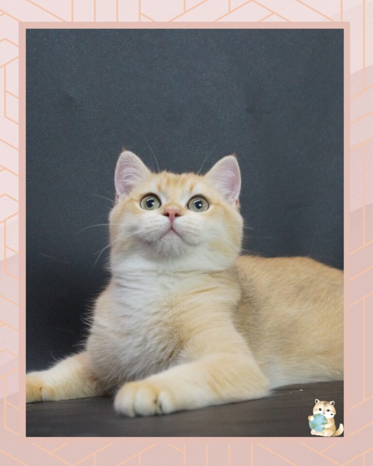 template foto product angelic agent - 3