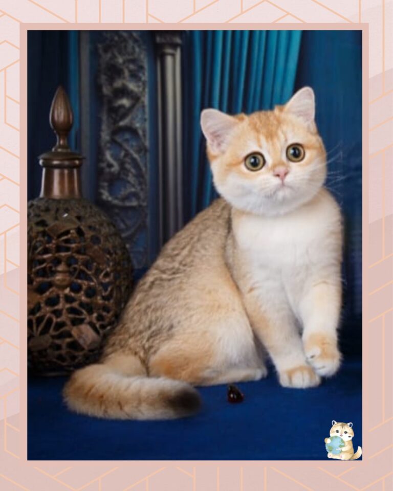 template foto product angelic agent - 3