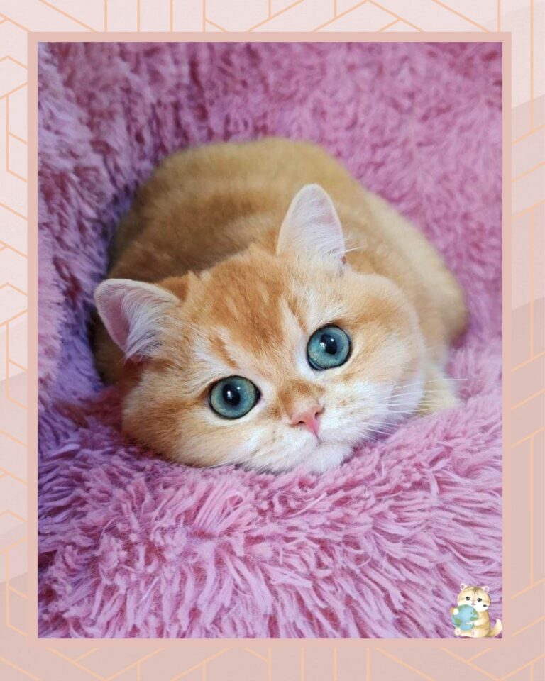 template foto product angelic agent - 3