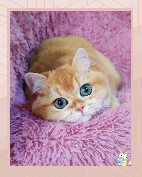 British Shorthair (BRI) NY12 | Male – Import Russia (WCF)