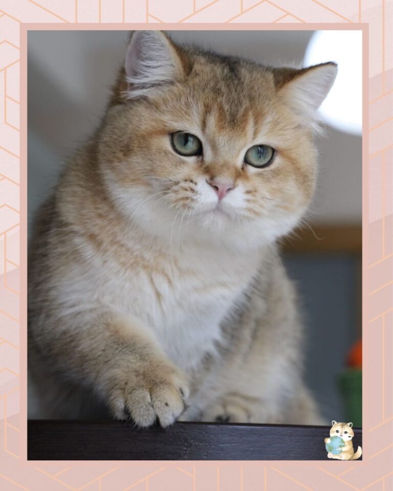 template foto product angelic agent - 3