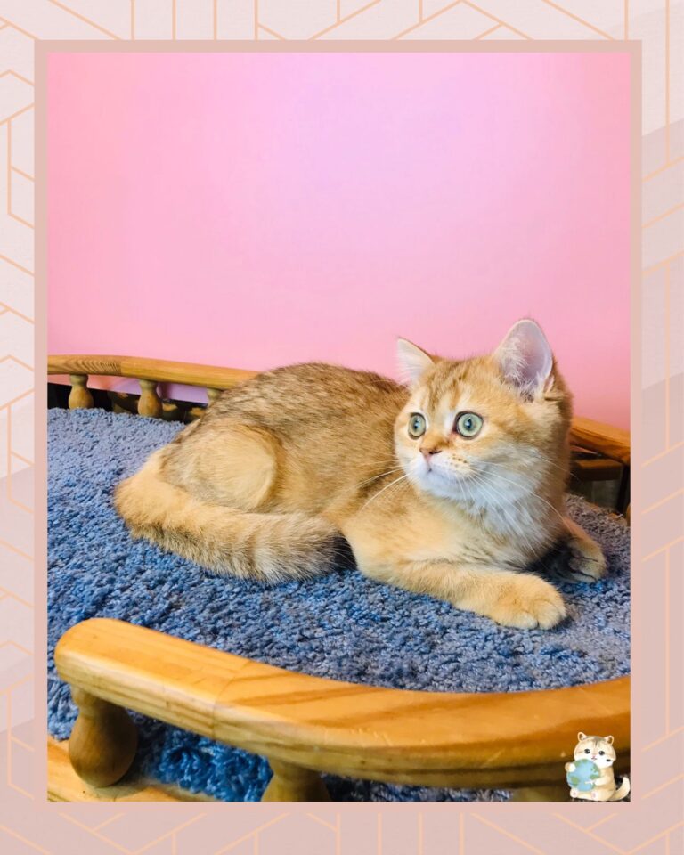 template foto product angelic agent - 3