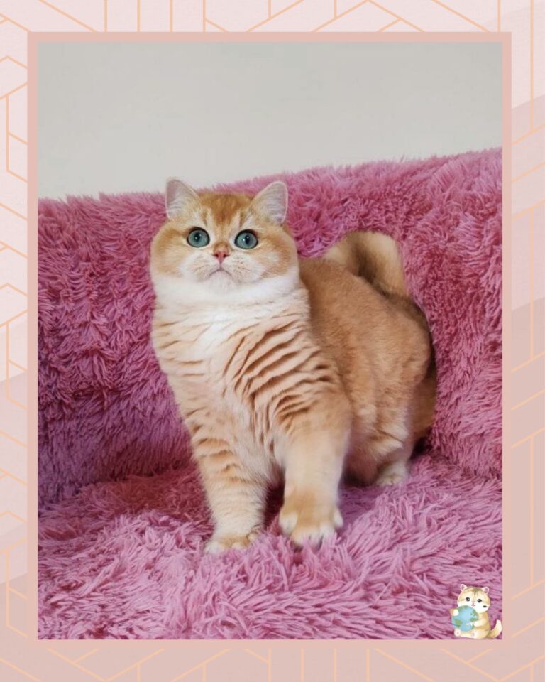 template foto product angelic agent - 4