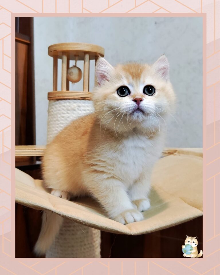 template foto product angelic agent - 4