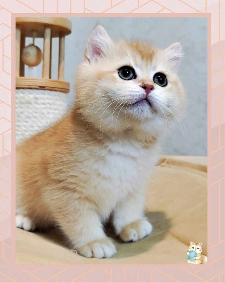 template foto product angelic agent - 5