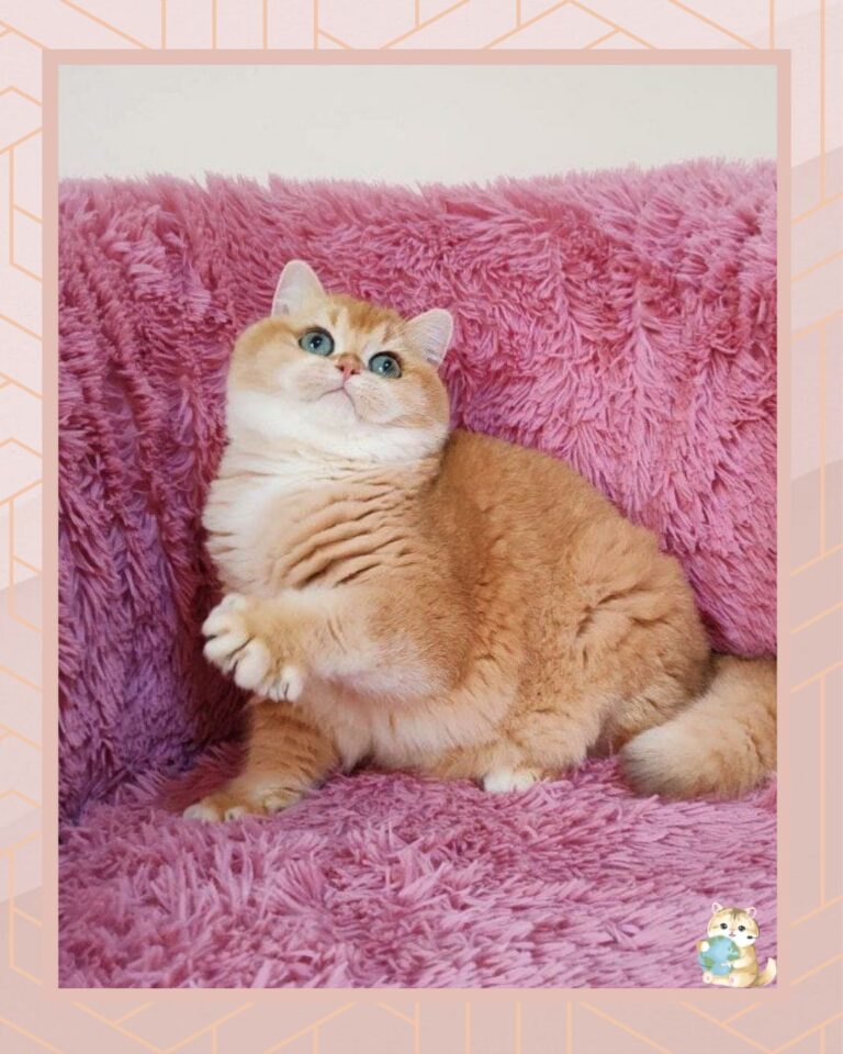 template foto product angelic agent - 5