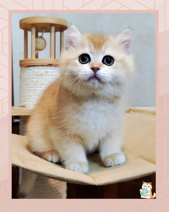 British Shorthair (BRI) By11 – Male (Import Russia)