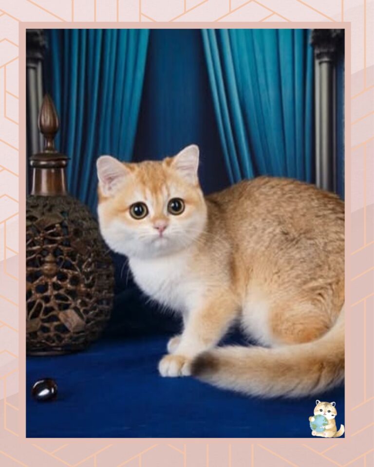 template foto product angelic agent - 7