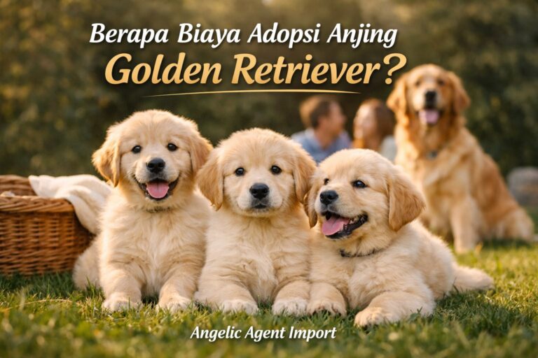 Berapa Biaya Adopsi Anjing Golden Retriever? Ini Rincian Lengkapnya