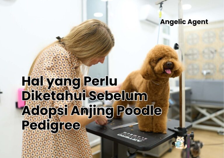 Hal yang Perlu Diketahui Sebelum Adopsi Anjing Poodle Pedigree