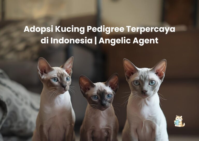 Adopsi Kucing Pedigree Terpercaya di Indonesia | Angelic Agent