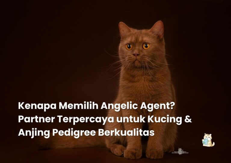 Kenapa Memilih Angelic Agent? Partner Terpercaya untuk Kucing & Anjing Pedigree Berkualitas