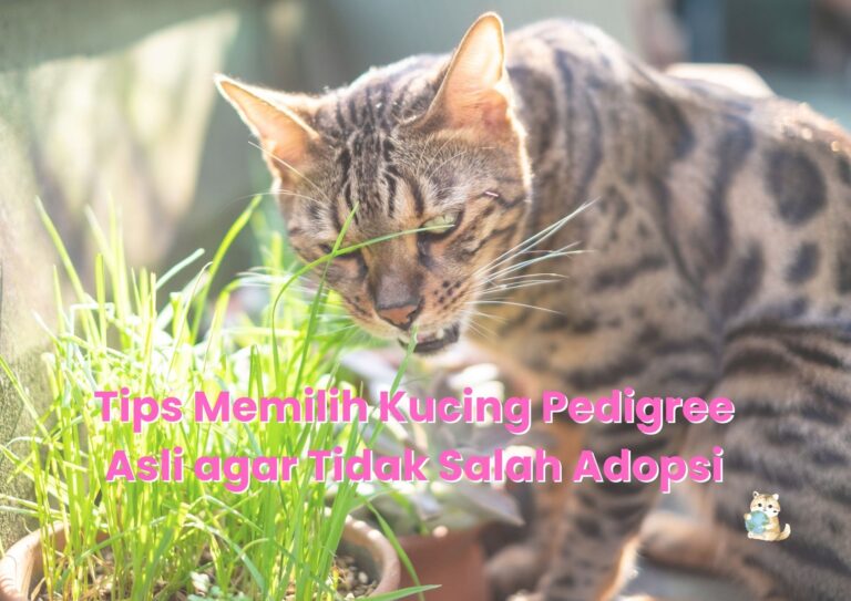 Tips Memilih Kucing Pedigree Asli agar Tidak Salah Adopsi