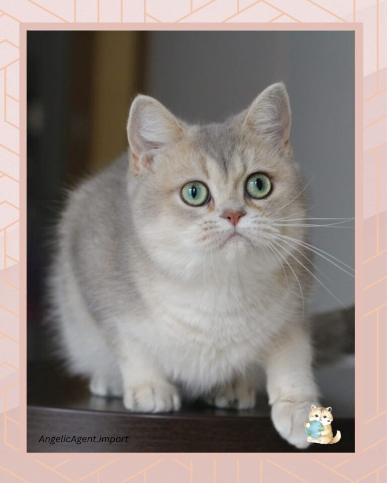 template foto product angelic agent