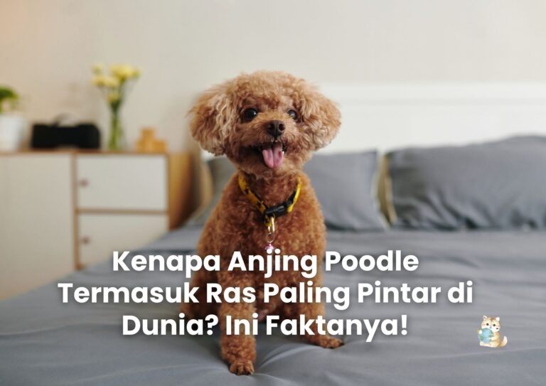 Kenapa Anjing Poodle Termasuk Ras Paling Pintar di Dunia? Ini Faktanya!