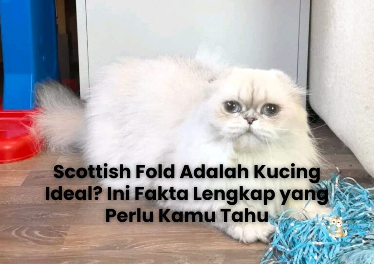 Scottish Fold Adalah Kucing Ideal? Ini Fakta Lengkap yang Perlu Kamu Tahu