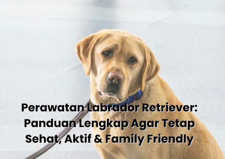 Perawatan Labrador Retriever: Panduan Lengkap Agar Tetap Sehat, Aktif & Family Friendly