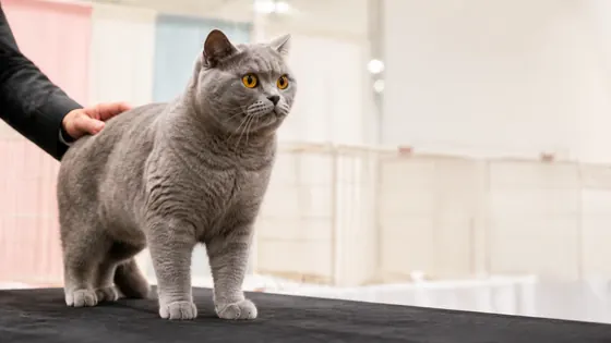 Kucing British Shorthair pedigree di meja penjurian cat show